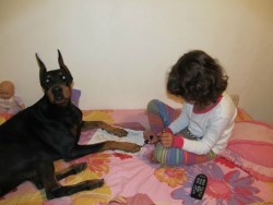 thedailywhat:  OMG! Adorbz of the Day: A necessary chaser to the previous post: Redditor ticosurfer’s daughter doing their doberman’s nails. Forget diamonds: Apparently dobermans are a girl’s best friend. [reddit.] 