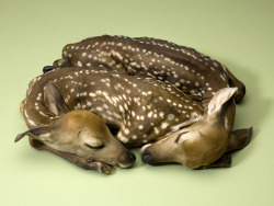 nunnery:  “I came upon twin fawns in the display case of a mom and pop toy and science store in kansas city, missouri. it took me two years to win the trust of the shop owner and save the money to buy them. a taxidermist spotted a dead deer by the side