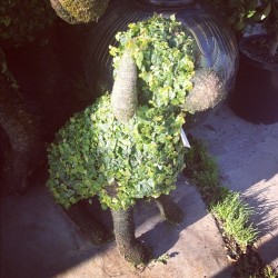 軳 Topiary Dog