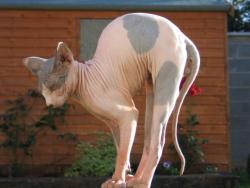 Hairless animals are so cool. At least, aside from humans. (humans are all like that so it&rsquo;s boring :P)