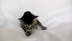 unimpressedcats:  the-villain-is-the-catalyst:  20julz13:  IT JUST WANTS TO WEAR THE HAT  “NO SON OF MINE IS GONNA WEAR PEOPLE HATS”  you’ve brought great shame on our family 