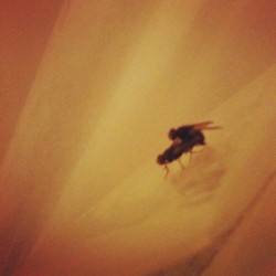 cheerstoyourglitteringfutures:  Wow I just found this. #flies #fucking #disturbing #hilarious #gross #awkward #funny #insects #sex #reproduction #weird  (Taken with instagram) 