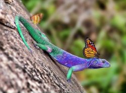 awyeahmona:  [Image: Photo of a monarch butterfly perched on a chameleon’s head. The chameleon’s top half is a vivid violet and the rest of their body is green.] nudiemuse:  wild-at-heaart:  n1na:  Acclimatization or Camouflage  &lt;3  That butterfly