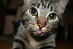 oh-woah:  sex-flags:  cr3pes:  Kitty sticking tongue out! SO CUTEEE  really, i thought cats didn’t have tongues, omfg this is new information.  can’t tell if this person is bad at making funny sarcastic comments or is just really dumb^