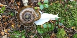 scinerds:   A rare white snail has been found by trampers, delighting one expert who has not seen one of the creatures for two decades.  The giant, meat-eating albino Powelliphanta snail was spotted by members of a Waimea tramping club in the Kahurangi