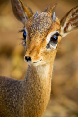 fuckscout:  thegirlisbad:  A dik-dik, pronounced “dĭk’ dĭk”, is a small antelope in the Genus Madoqua that lives in the bushes of eastern and southern Africa. Dik-diks stand 30–40 cm (approx. 12–16 inches) at the shoulder, are 50–70 cm