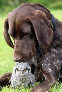 archiemcphee:  Four-week-old Cherub, a baby White Faced Scops Owl, has a furry guardian in Kiera the German Pointer. Photo by Richard Austin [via NYDailyNews.com]