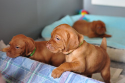 puttys:  Vizsla puppies…someday. 