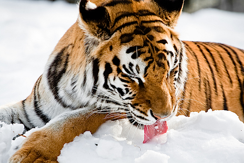kokopenguin:Tiger lapping up the snow.