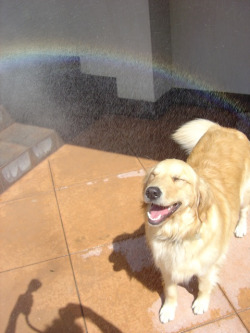 th3skinny:  lntoxicate:  this is the happiest picture ever oh myg odo he is smiling there i s a rainbow he is havingfun in the sun  bringing some old fashioned positivity to your dash