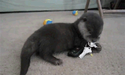 hanging-inthe-balance:  egg-r0lls:  EVERYONE STOP WHAT YOU’RE DOING AND REBLOG, CAUSE THERE IS A FUCKING BABY OTTER PLAYING WITH A SET OF CAR KEYS ON YOUR DASH, OKAY?! Sherlock Holmes, 11 months, deducing keys.  I just died of cute. 