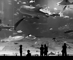 I want to go to a real aquarium !!!