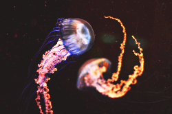  ive seen x amount of pics of jellyfish but i gotta say ive never seen a pic of jellyfish quite like this before :)