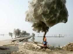 bradofarrell:  MEANWHILE ON PLANET EARTH:  An unexpected side effect of the 2010 flooding in parts of Sindh, Pakistan, was that millions of spiders climbed up into the trees to escape the rising flood waters; because of the scale of the flooding and the
