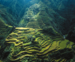 livmaddenn:  deoxify: What makes the Banaue rice terraces a world wonder? Just like the remarkable build of China’s great wall, the complex and extensive system of terraces was built largely by hand by the early ancestors of the indigenous people in