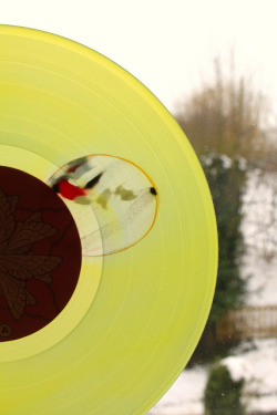 holysmokesrecords:  TORCHE‘In Return’ 10”Robotic Empire Records Transparent yellow / orange with Black, red and white spot.Fourth pressing, Limited to 200. 