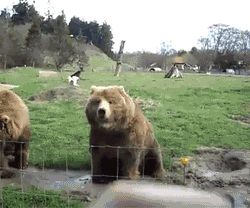 im-lonely-youre-lovely:  gyzym:  sheafrotherdon:   the look on their faces though. its like “omfg, charles. charles, charles. THE HUMAN IS WAVING. WAVE BACK, HURRY.”  This is the best thing I have ever seen  BEARS  reblogging again because I cannot