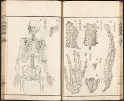 lostsplendor:  The Full Skeleton, Clavicle c. 1774. via NYPL 