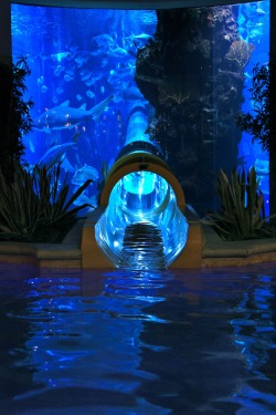cyanidenostalgia:  jessesyellowbackpack:   Golden Nugget pool in Vegas has a 3 story water slide that passes through a shark tank. Images found here and here.  Holy shit. Really? o.o I’ve lived here my whole life and never knew that.  I must go to this