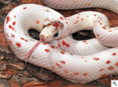 Scales Tails Wings and Things, PALMETTO CORN SNAKE (all ...