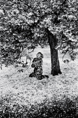 Parc de Sceaux, Cerisiers Japonais photo by Édouard Boubat, 1983