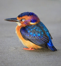 arms-around-cas:  yourfriendlyneighborhoodgaara:  prettybirds:  Pygmy Kingfisher  Markymarketon  IT’S SO COMPLEMENTARY  Ohmygawd its so pretty! 