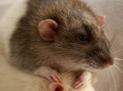 many-splendored-rat:  Darcy always seems like such a satisfied rat. 
