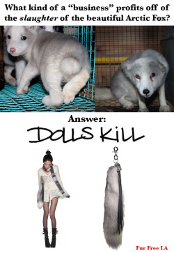 tw3news:  TW3 BOYCOTT, BOYCOTT AND BOYCOTT ‘DOLLS KILL’ …THEN OCCUPY AND CLOSE THEM DOWN fighthatewithlove:  thehippiedouche:  ninefoldgoddess:  These poor creatures will live their ENTIRE lives in a tiny cage before they are butchered for their