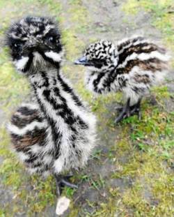 magicalnaturetour:  Cute emu babies via TheBerry :) 