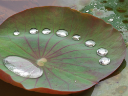 facts-i-just-made-up:  Nature can be cruel and this is a prime example. Here, several small water droplets are seen making fun of an obese water droplet. The larger droplet is ostracized and will evaporate more slowly than its leafmates, resulting in