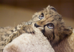 thefluffingtonpost:  8 Baby Cheetahs Who Will Grow Into Ruthless Killing Machines They grow up so fast. And then hunt you for sport. Via Nathan Rupert, Vladuchick, Nathan Rupert, Tambako the Jaguar, Erica Taffany, Nathan Rupert, and Sum_of_Marc. 