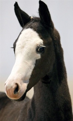 horseheaven:  Awww…those eyelashes…!  omg that face &lt;3