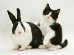 staycalmhavehope:  tveitjolras:  reallytryingtoohard:  ravingtangent:  prvrtspeak  CATS AND THEIR MATCHING BUNNIES BUNNIES AND THEIR MATCHING CATS  The bottom middle one is the best because the cat looks like it was just told it accidentally fathered