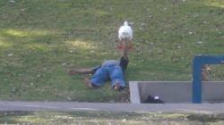 lisabunnies:You see the weirdest things at parks in LA. This guy was bench-pressing this goose for ten minutes.  