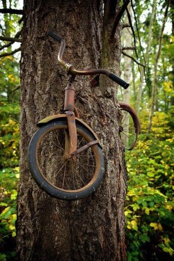andrewbreitel:   saltykisses:  A boy left his bike chained to a tree when he went away to war in 1914. He never returned, leaving the tree no choice but to grow around the bike. Photographer Unknown   this is absolutely beautiful ive reblogged this before