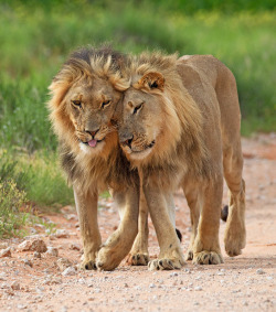 lgbtqgmh:  boxlunches:  top-tier-motherfucker:  thesilentsleeper:  Yeah that’s right I’m reblogging Gay lions  Hey bro. Over 560 species of mammals alone are proven to have rampant gay sex outside of mating season and many birds take on same-sex life