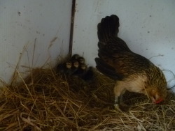 ms-ashri:  Mommy Belgium Quail, Amy, with her new babies ;u;) they hatched not too long ago. So cute ;u;)/  ;w; OMG CHICKIE BABBUUUUUUS! They&rsquo;re so cuuute!