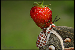 andreacentauri:  Cecropia on the Strawberry by *UffdaGreg 