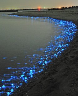 dragon-opals:  The glowing firefly squid of Toyama, Japan