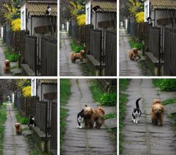  Every day at the same time, she waits for him. He comes and they go for a walk. 