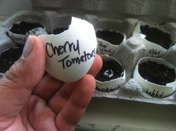 piggypostings:  Easter eggs redefined. Growing seedlings in eggshells before transplanting them to bigger pots. Balcony gardening is awesome :) 