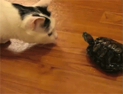 insidethemindofamormon:  derpycats:  Suddenly, the hunter became the hunted.  That is the fastest I have ever seen a turtle move. 