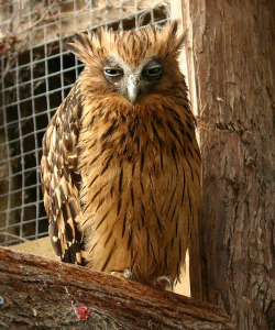 fat-birds:  Buffy Fish Owl by  ColGould on Flickr. 