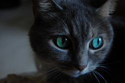 gatos ojos de lucero