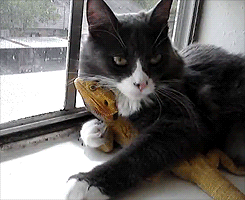 galaxyreptiles:  shorm:  abaldwin360:  When confronted with a cuddly cat, the lizard simply continues to lizard.  I will never not reblog this.  Us too. Shared by Galaxy Reptiles 