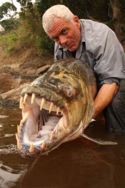  explosionsoflife:  The Goliath Tigerfish (Hydrocynus goliath) is a member of the African tetra family, Alestidae. Being the biggest member of this family, it can grow to reach around 1.4m long. A native of the Congo River basin, the Lualaba River, Lake