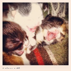 Kittens#kittens#kitty#gattini#gatti#gatto#gattinidelcazzo#fabiovolo#volo (Scattata con instagram)