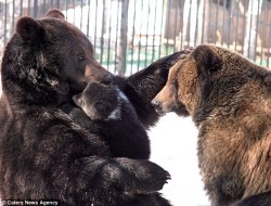 thekumazone:  chicago-owlbutts:  fuck-it-fire-everything:  :  From Russia with love: The doting father bear who can’t help cuddling his cub This is the touching moment a baby bear gets swept up in a big cuddle - from her affectionate father. What makes