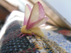 bluekitsune:  luna-m0th:  A shy Rosy Maple moth  how gay can this be 