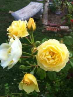 Yellow roses from my grandmas house tonight,iphone photos